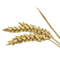 Symbolbild für Getreide