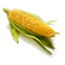 Symbolbild für Mais