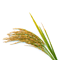 Symbolbild für Reis