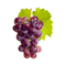 Symbolbild für Weinanbau