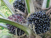 Boa prática profissional no cultivo da palmeira dendém