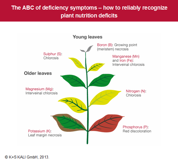 K+S Minerals and Agriculture GmbH The ABC of deficiency symptoms